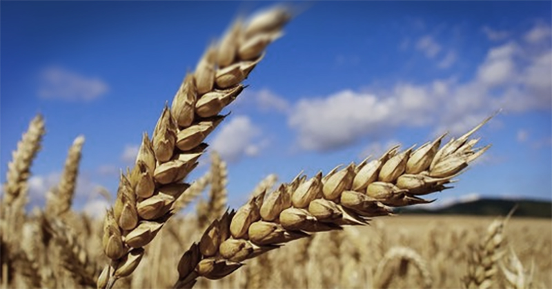 Warum Ist Dinkel Besser Als Weizen brotbaeckchen.de